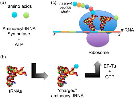 aa trna synthetase